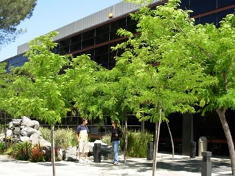 【英語学校】California School of English (CSE)